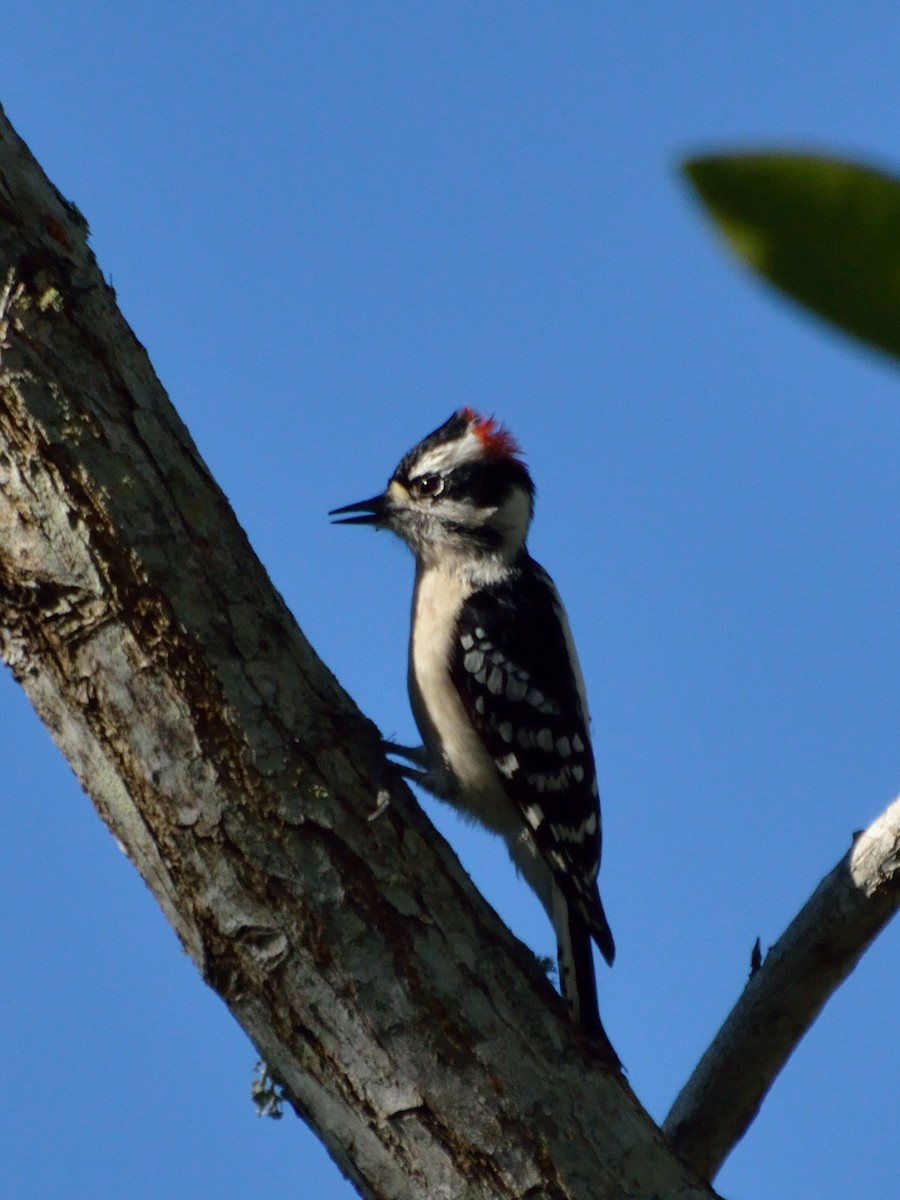 Downy Woodpecker - Bente Torvund