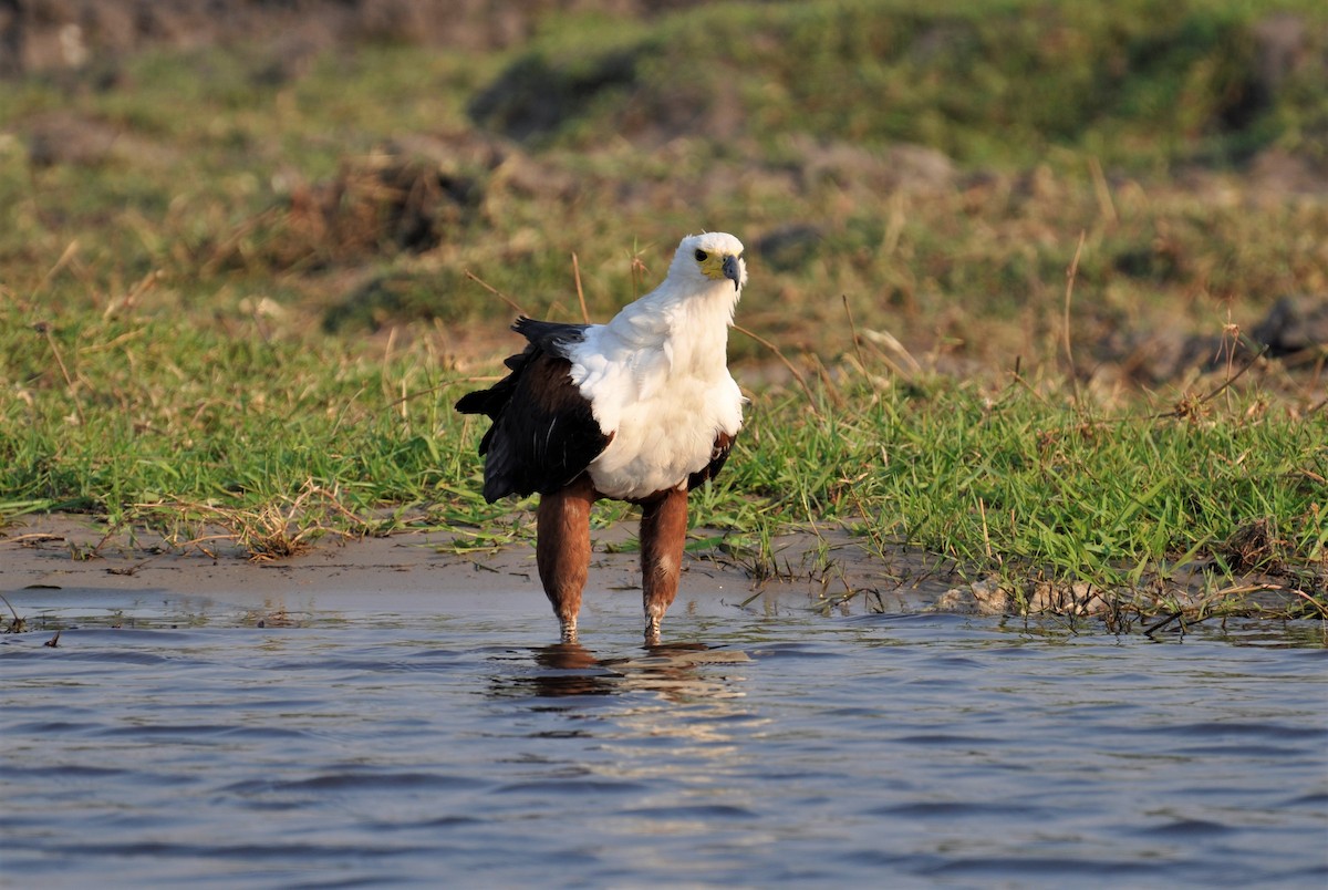 African Fish-Eagle - ML143780171