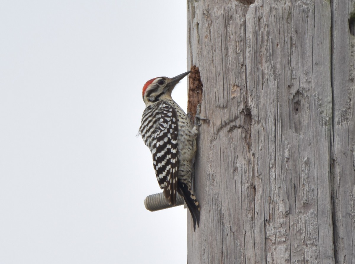 Ladder-backed Woodpecker - ML143780211