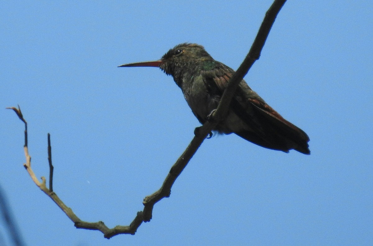 Rufous-tailed Hummingbird - Rudy Botzoc @ChileroBirding