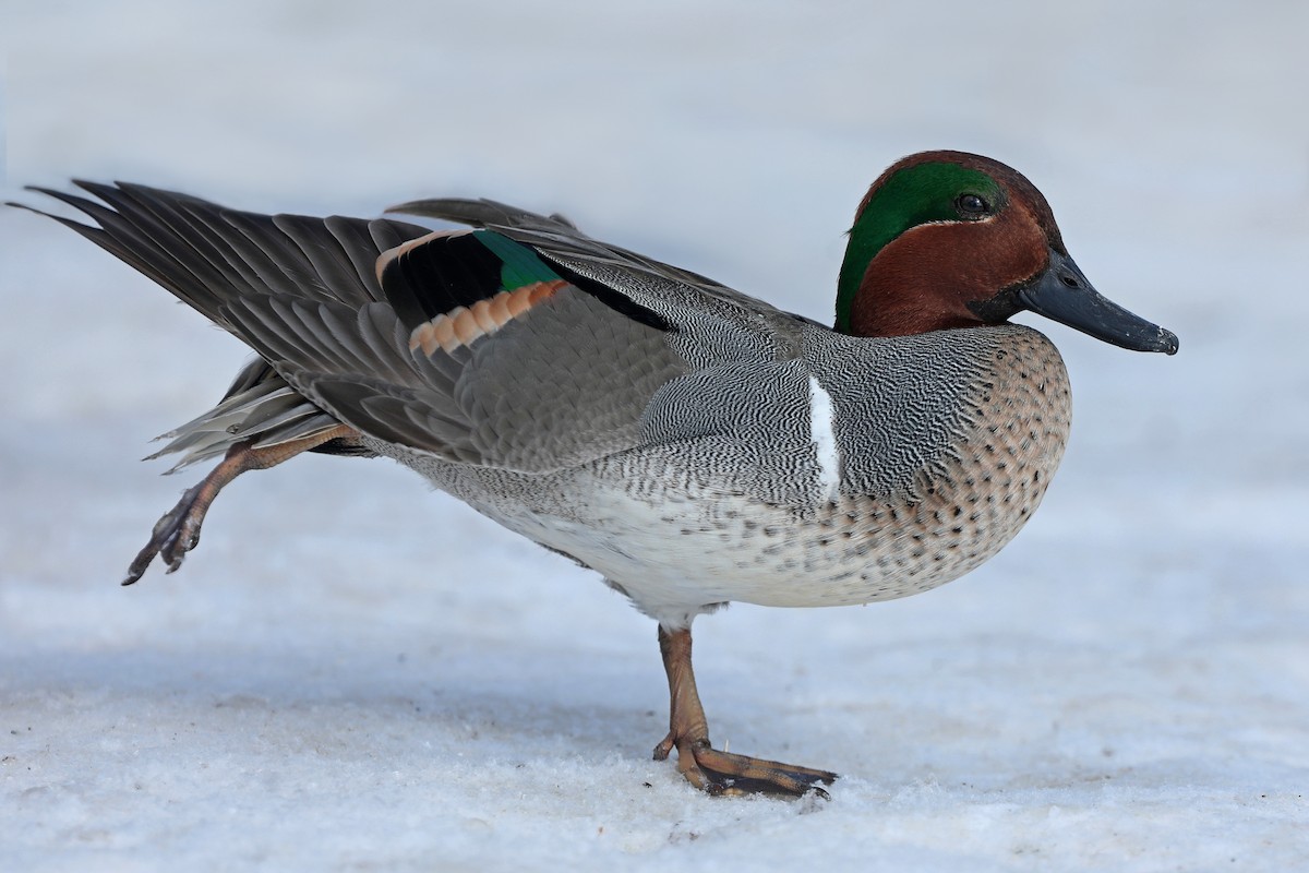 Green-winged Teal - ML143783251
