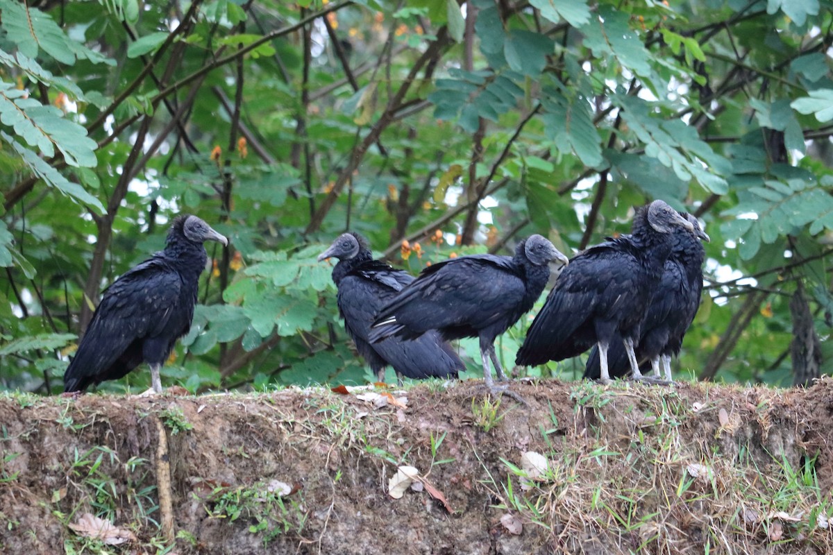 Black Vulture - Alta Tanner