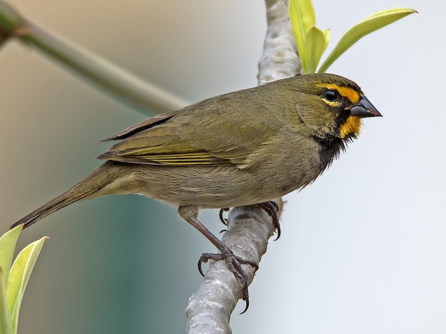 Male - Yellow-faced Grassquit - 