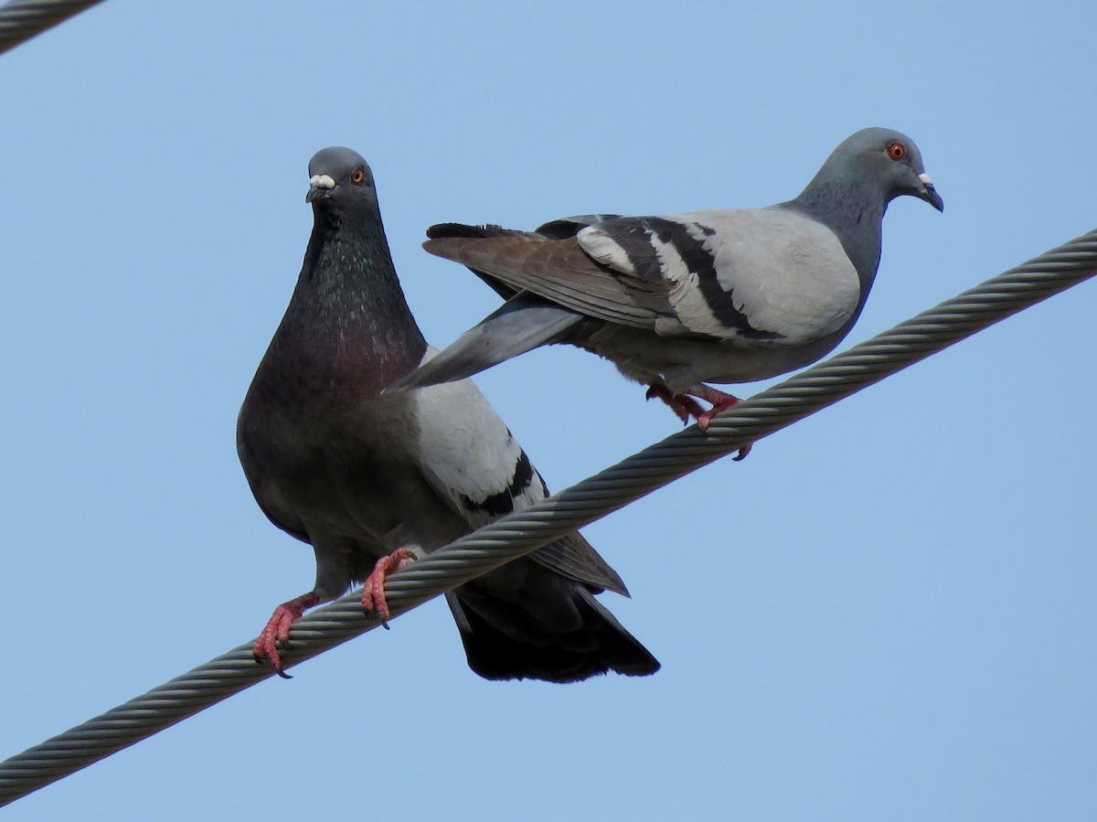 Rock Pigeon (Feral Pigeon) - ML143797261