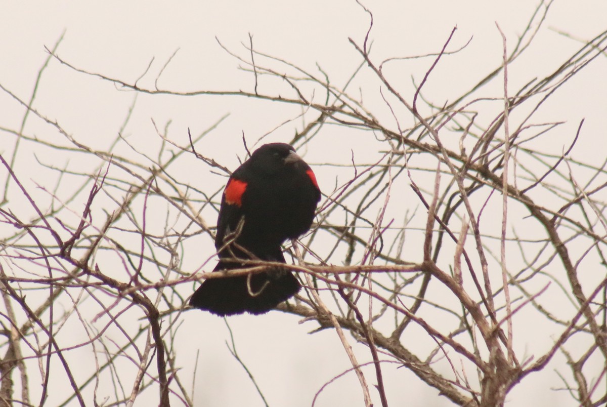 Red-winged Blackbird (Mexican Bicolored) - Anuar López