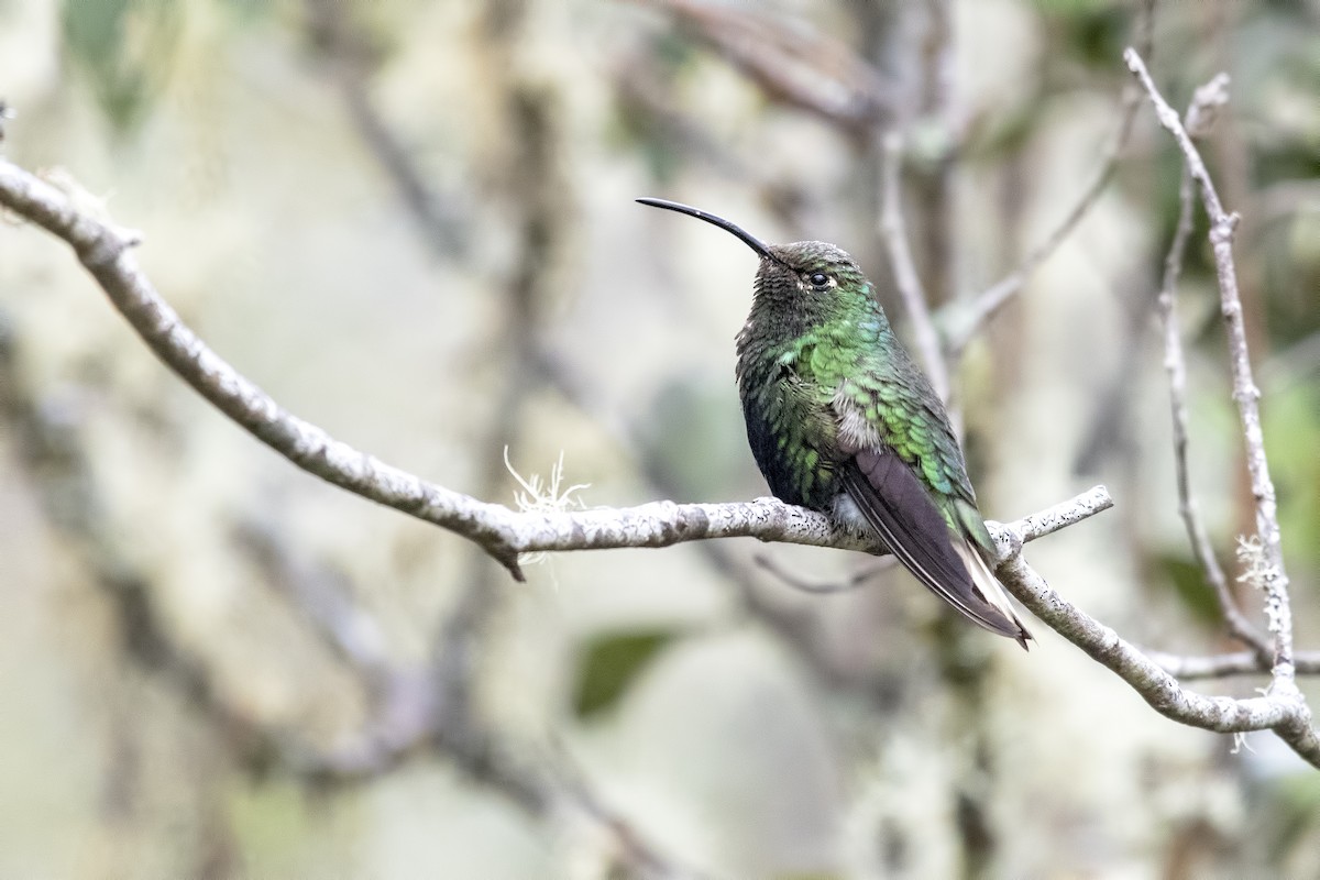 kolibřík aksamitový - ML143801401