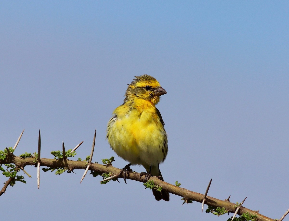 White-bellied Canary - ML143804541