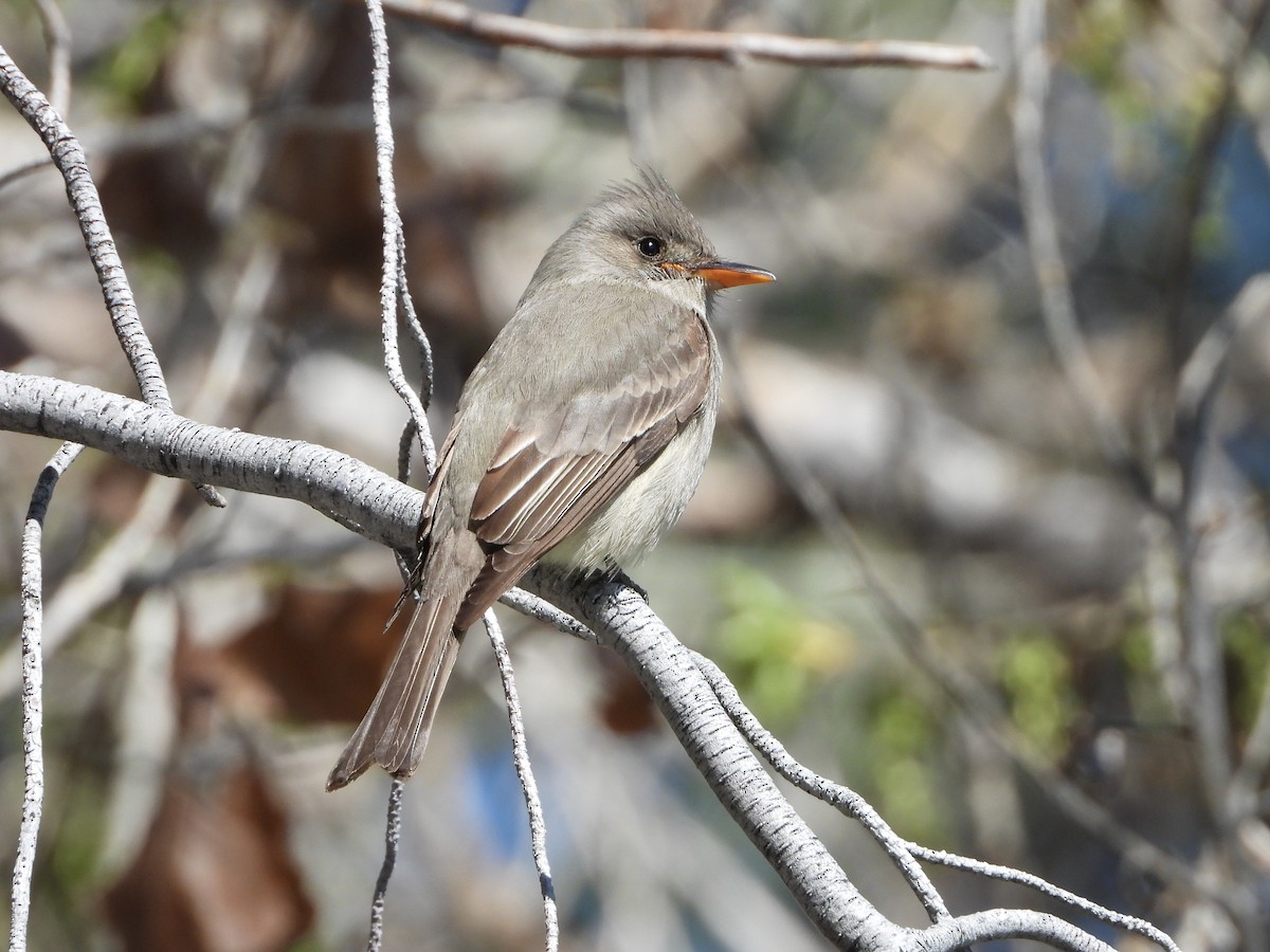 Greater Pewee - Sharla Meester