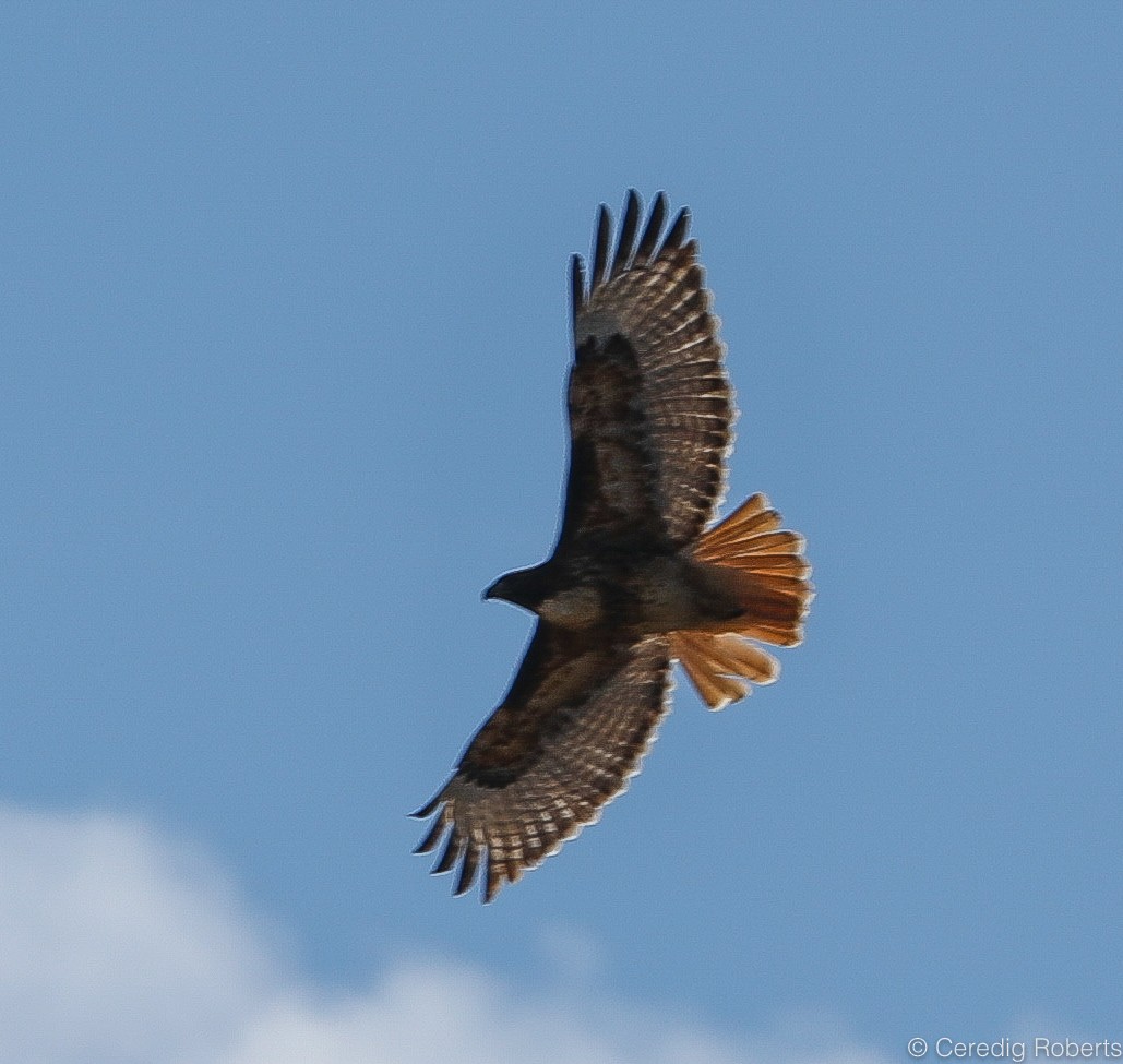 Red-tailed Hawk - ML143807231