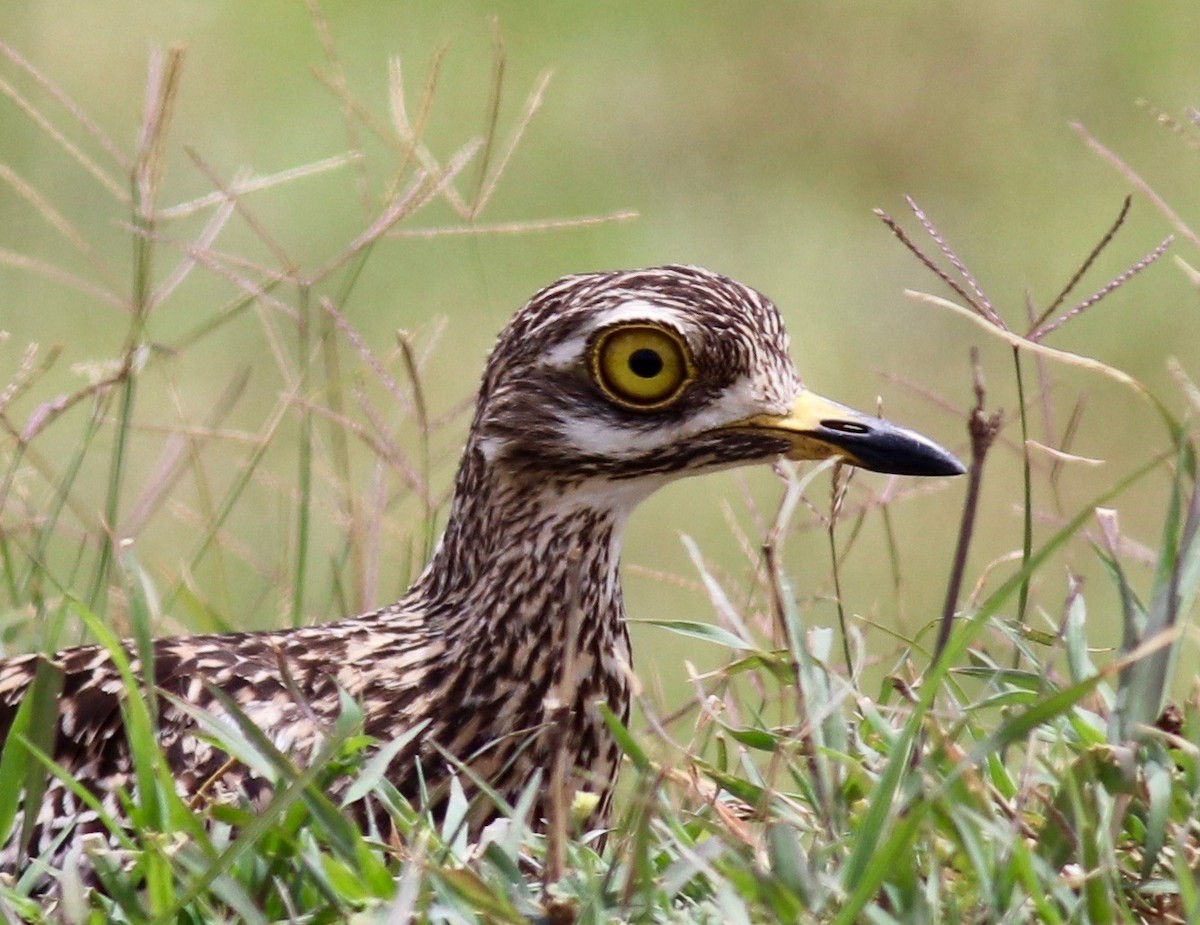 Spotted Thick-knee - ML143807331