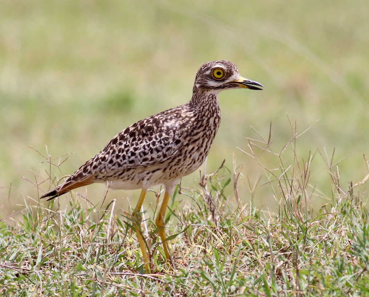 Spotted Thick-knee - ML143807351