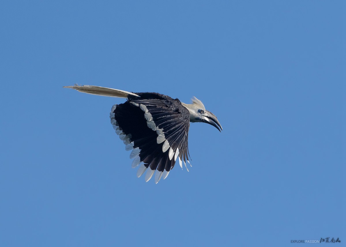 White-crowned Hornbill - Wai Loon Wong
