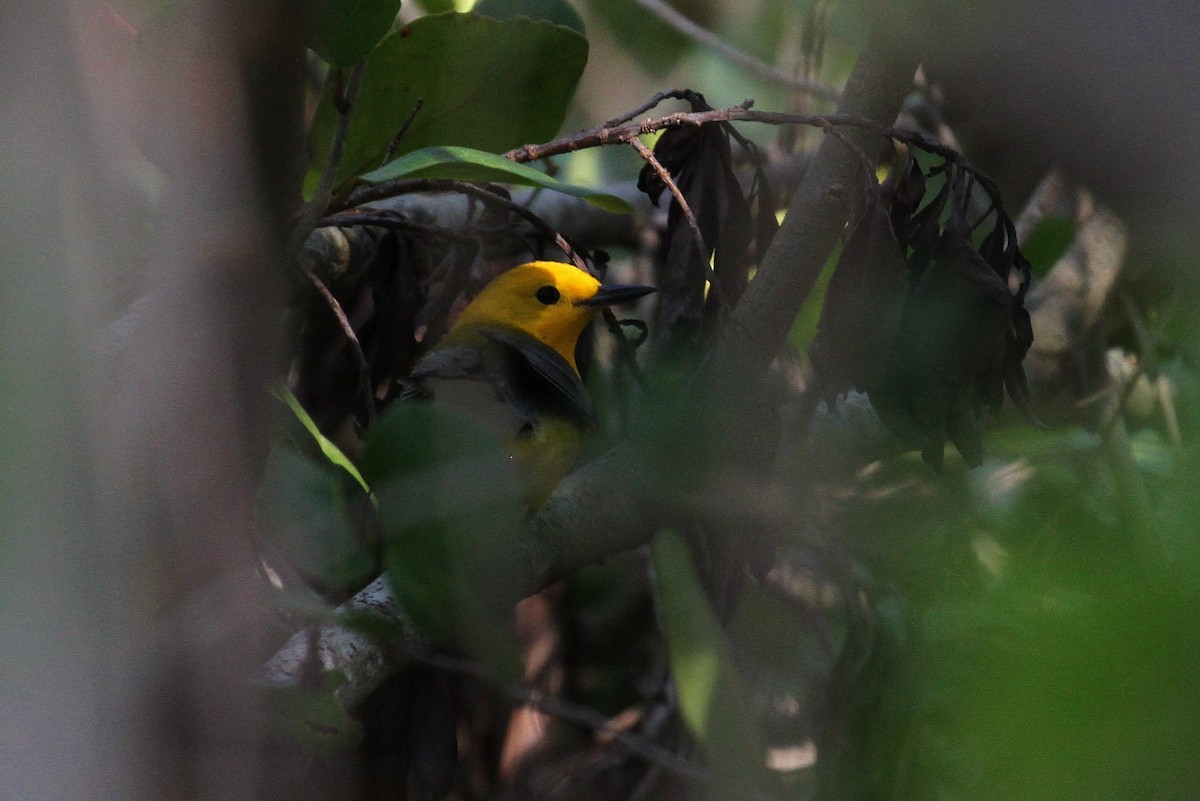 Prothonotary Warbler - ML143816741