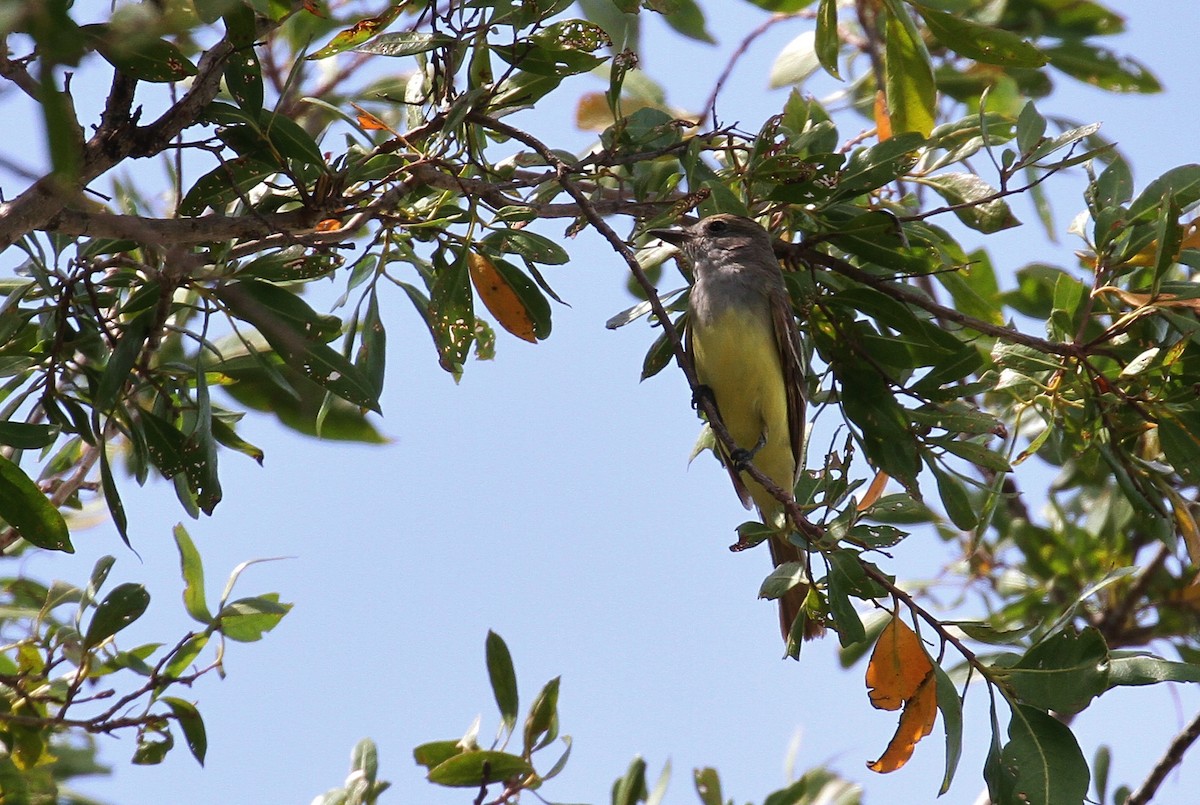 Great Crested Flycatcher - ML143816911