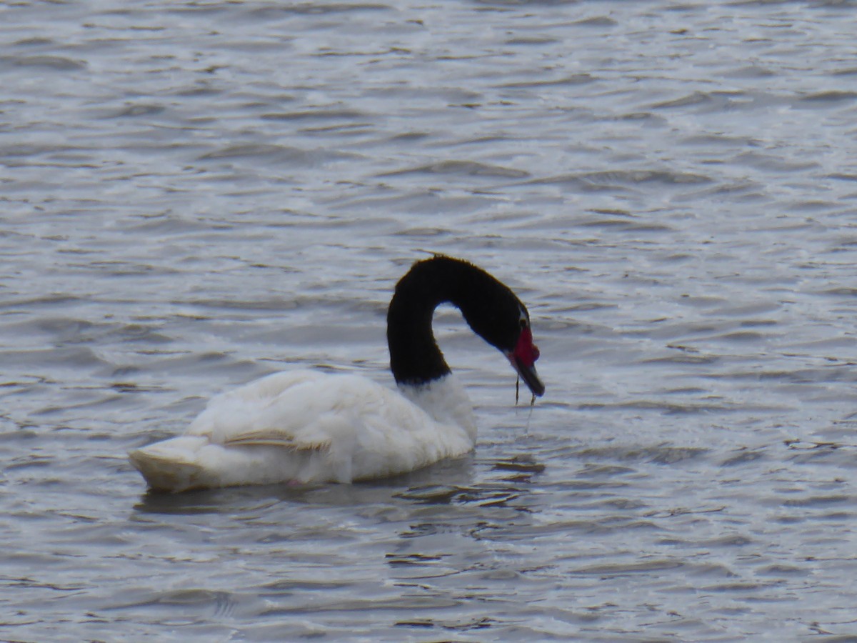 Black-necked Swan - ML143817031