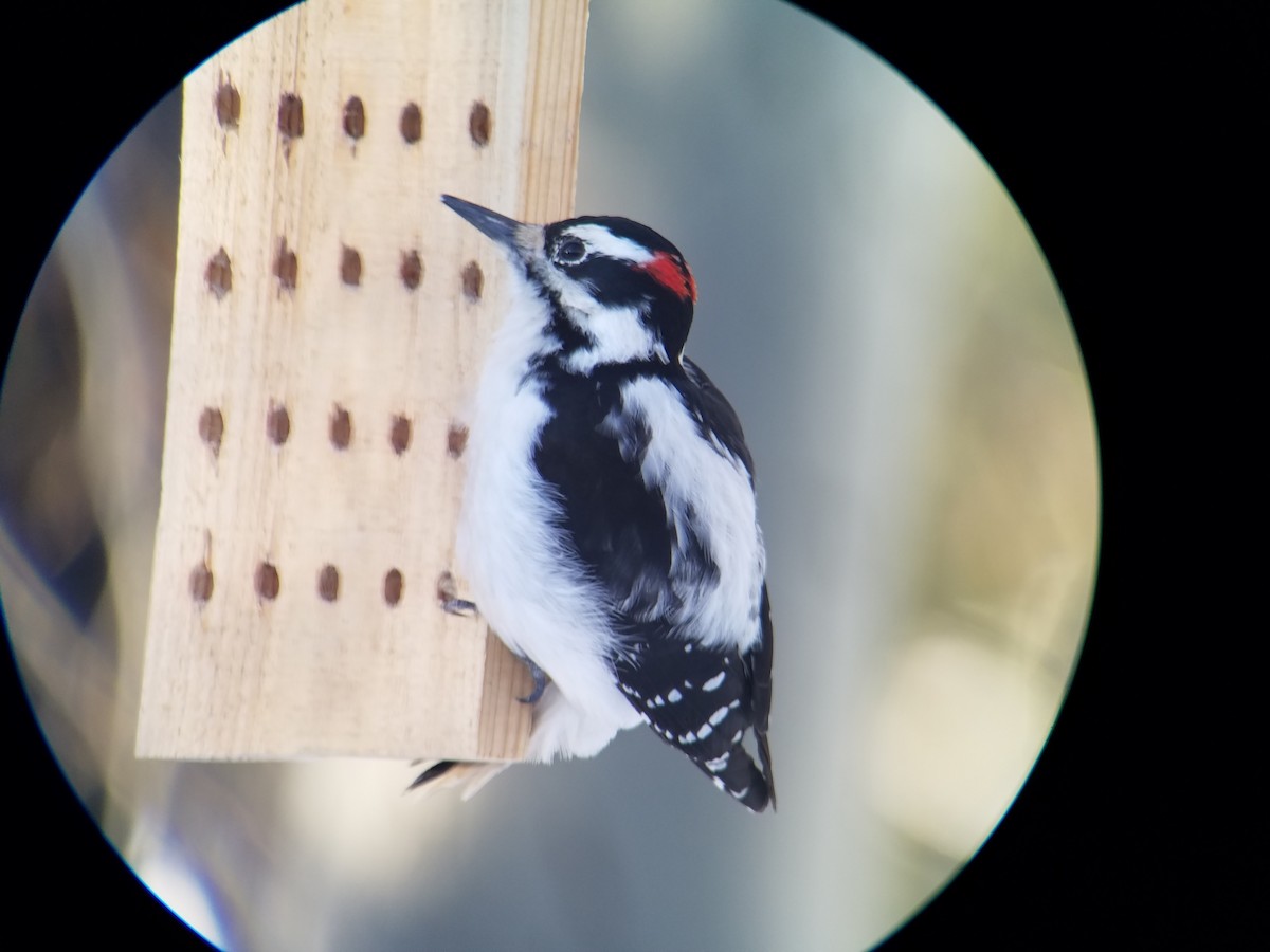 Hairy Woodpecker - Melody Asher