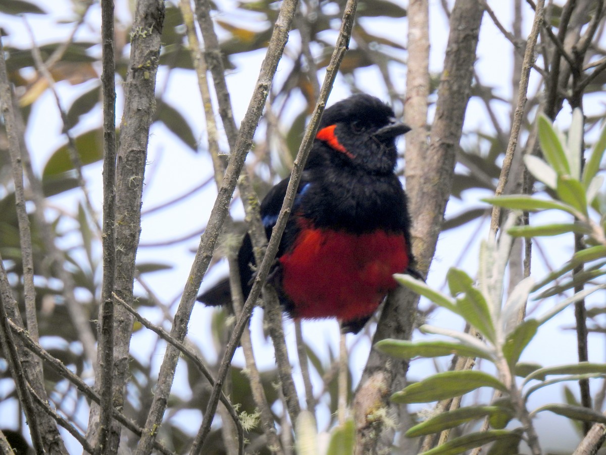 Scarlet-bellied Mountain Tanager - ML143820521