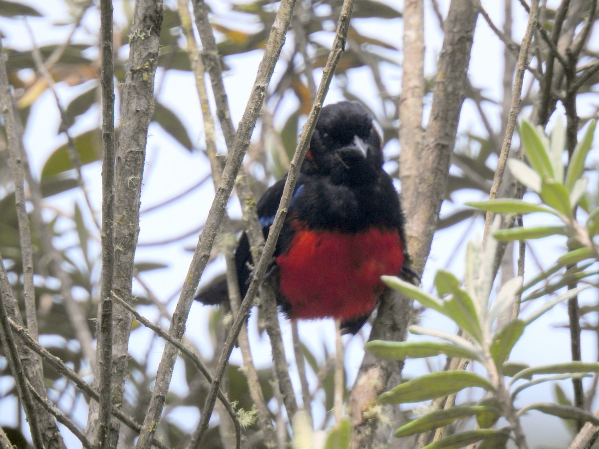 Scarlet-bellied Mountain Tanager - ML143820531