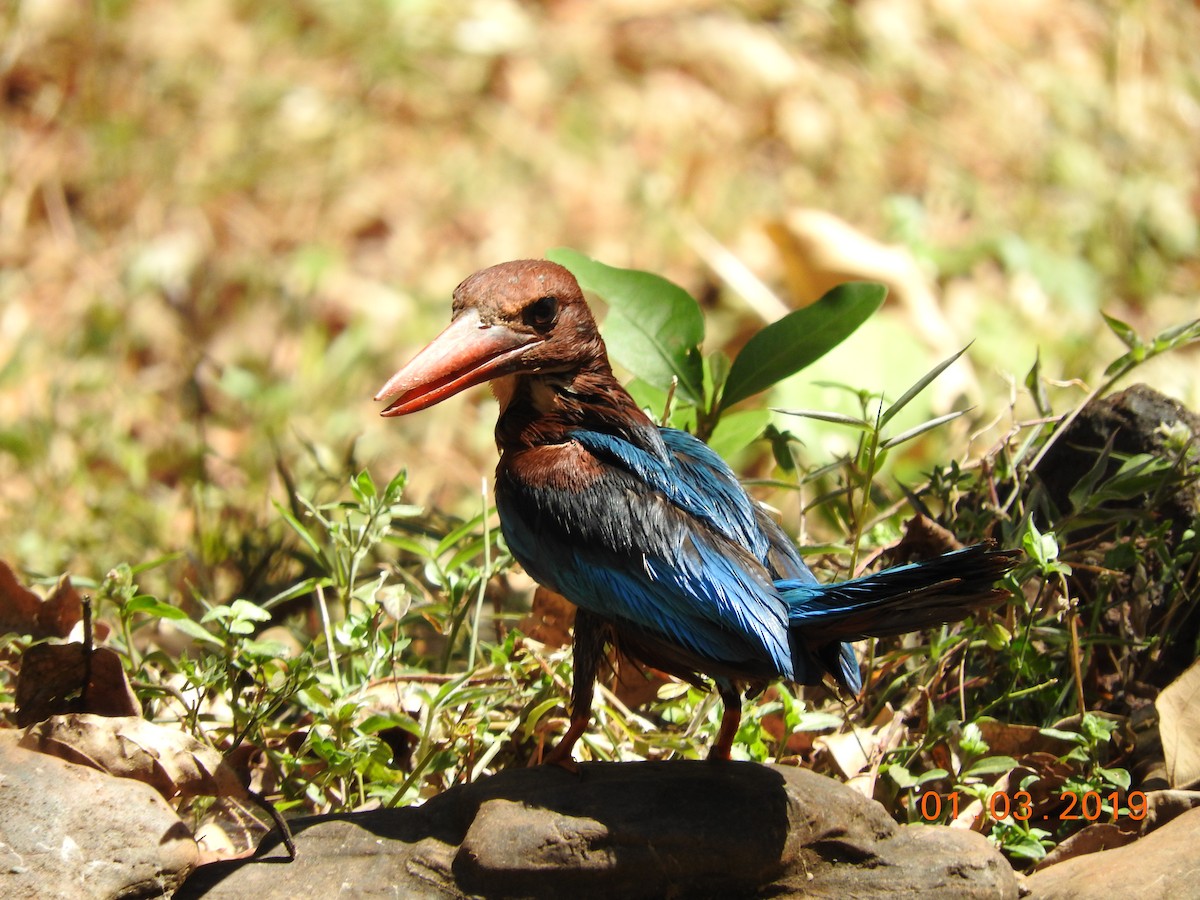 White-throated Kingfisher - Jay Govind