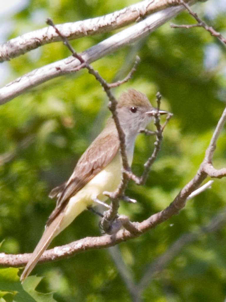 Great Crested Flycatcher - ML143821911