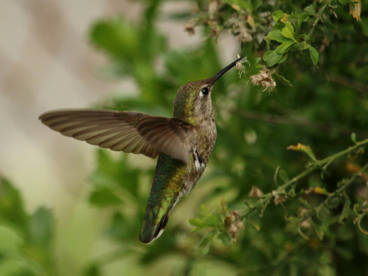 Anna's Hummingbird - ML143824331