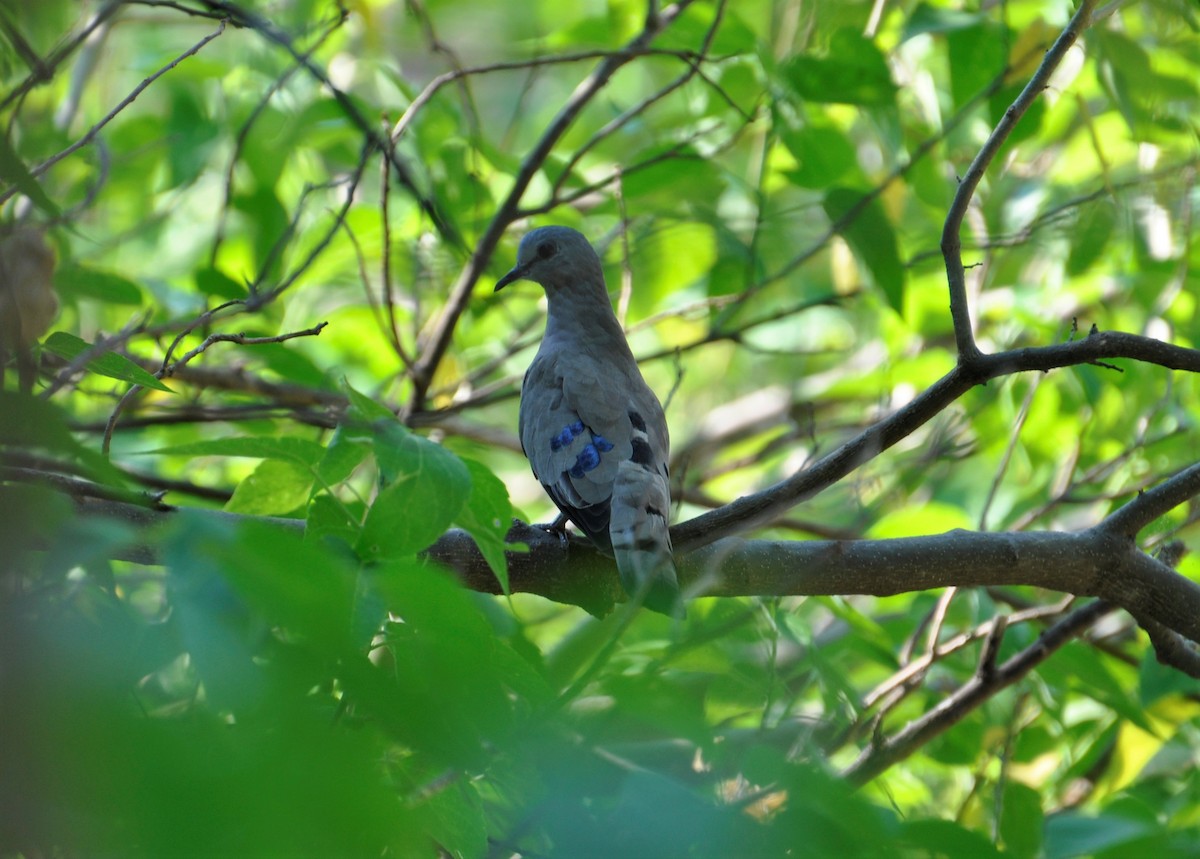 Emerald-spotted Wood-Dove - ML143824661