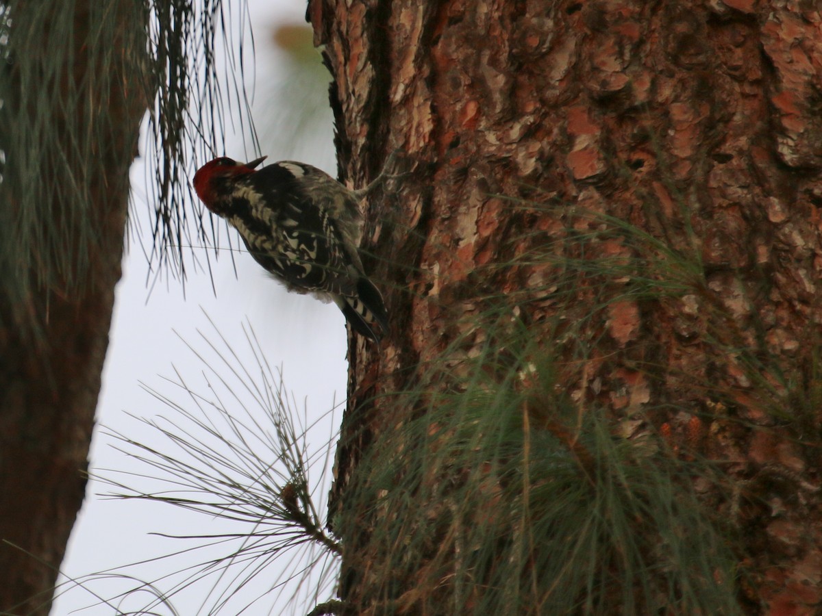 Red-breasted Sapsucker - ML143824761