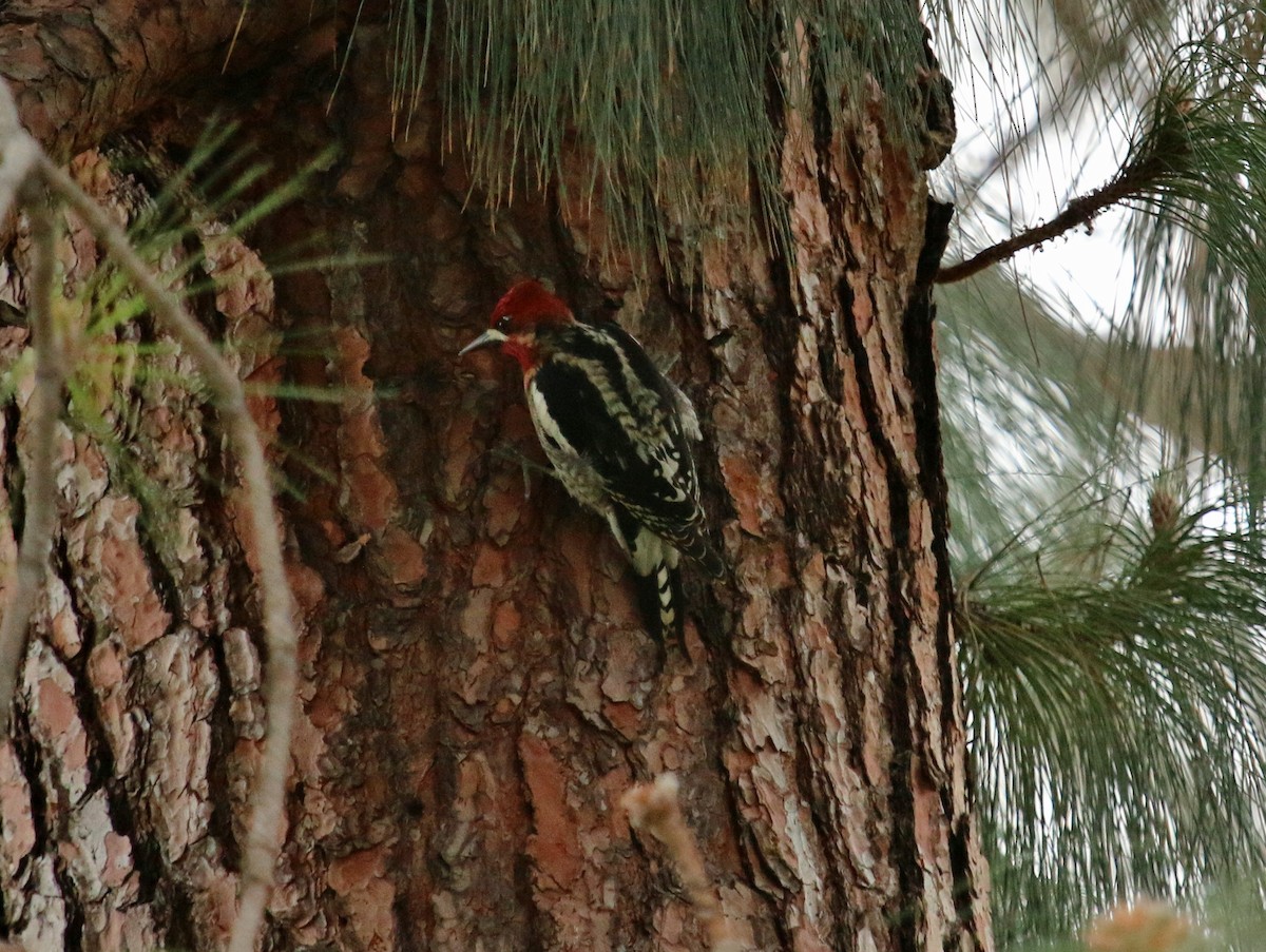 Red-breasted Sapsucker - ML143824771