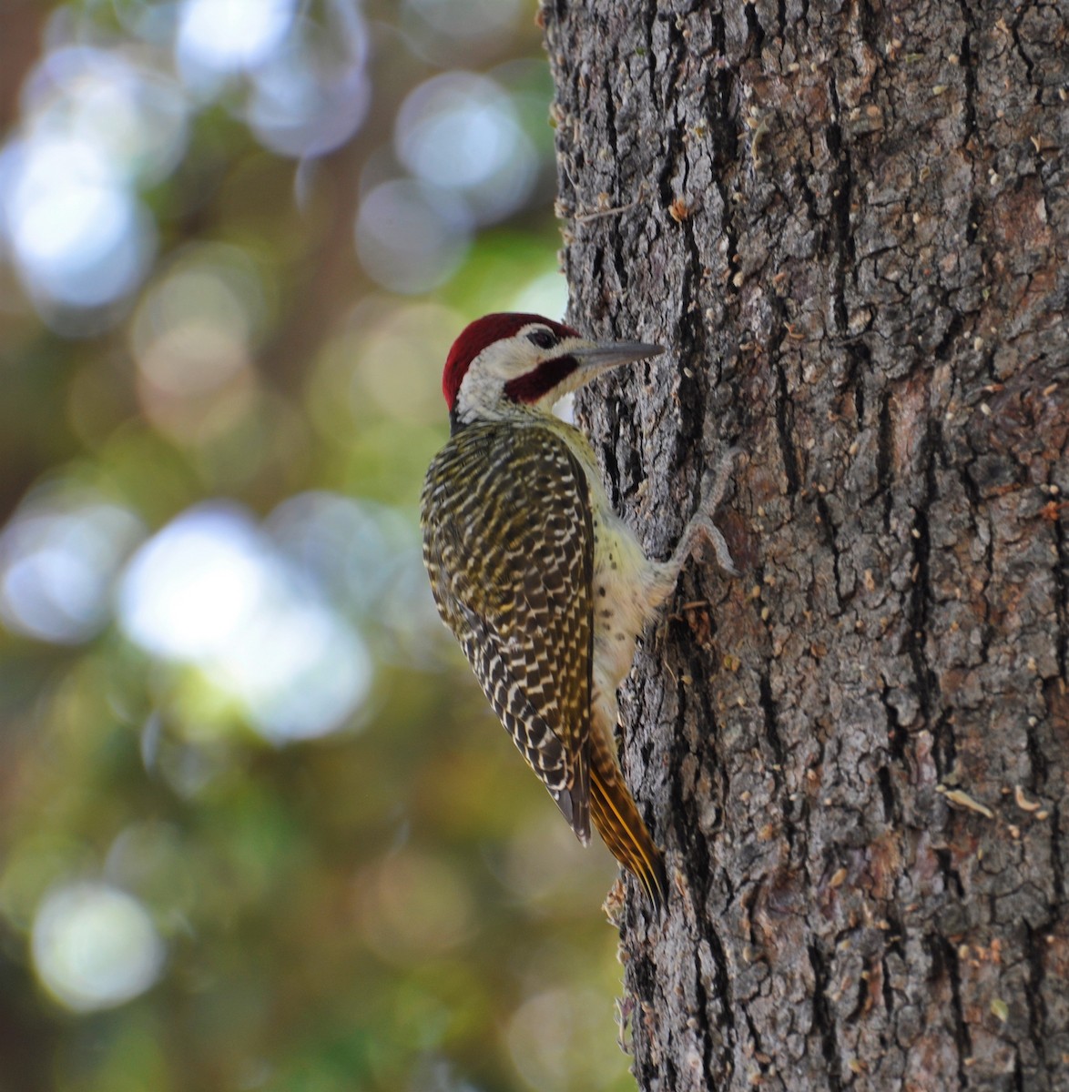 Bennett's Woodpecker - ML143824831