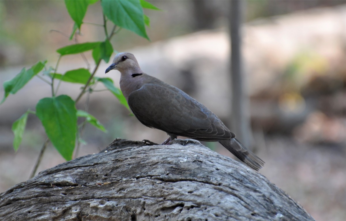 Red-eyed Dove - ML143824991