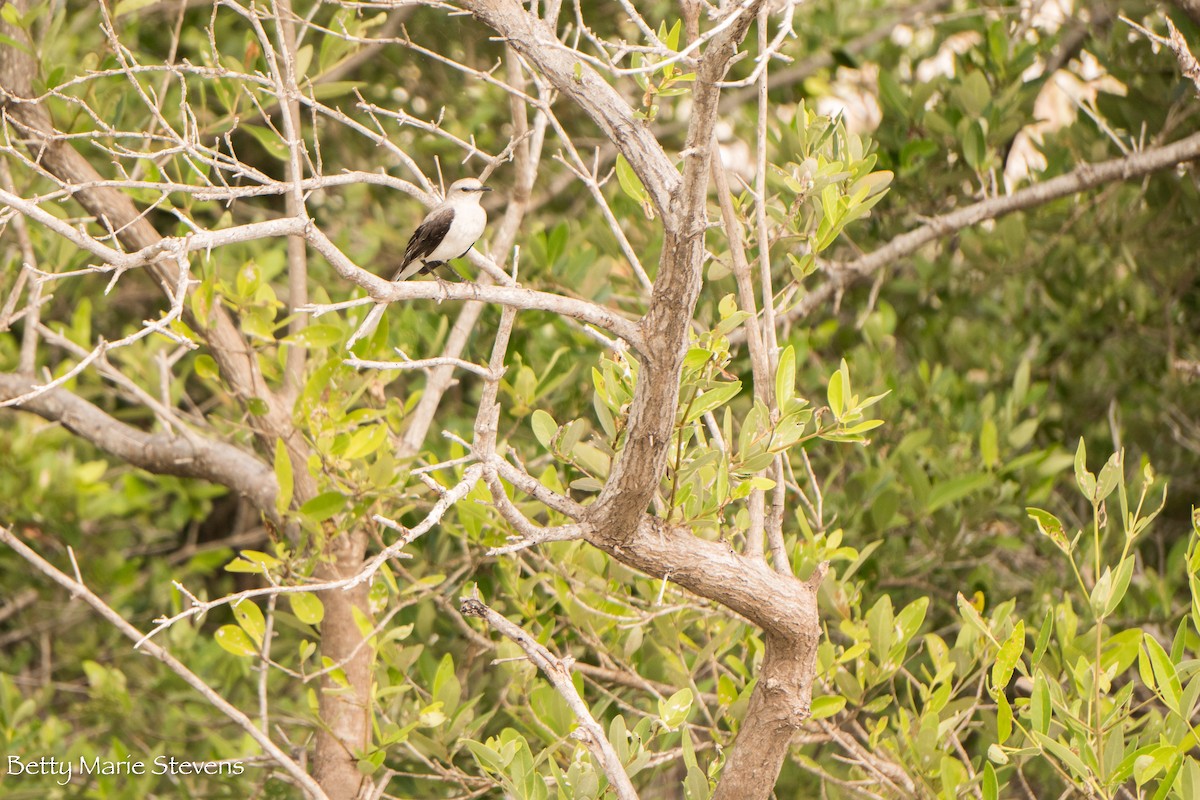 Scissor-tailed Flycatcher - Betty Stevens