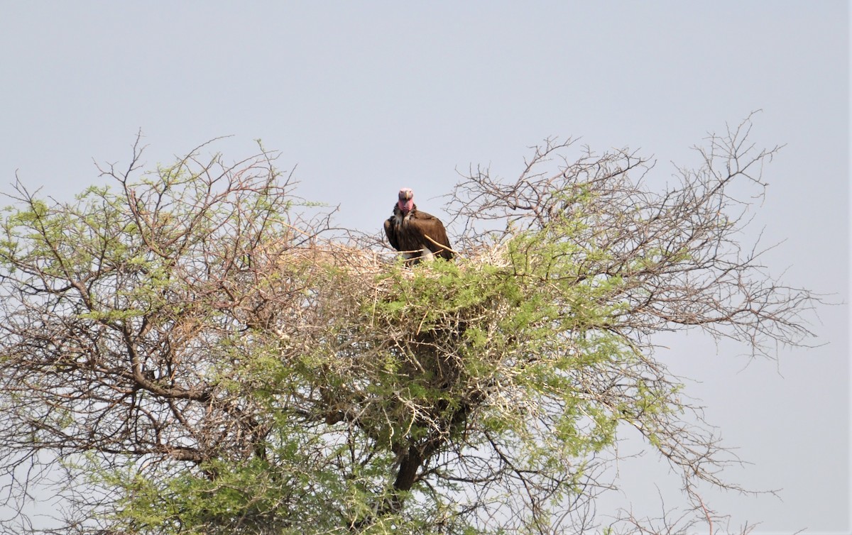 Lappet-faced Vulture - ML143825491