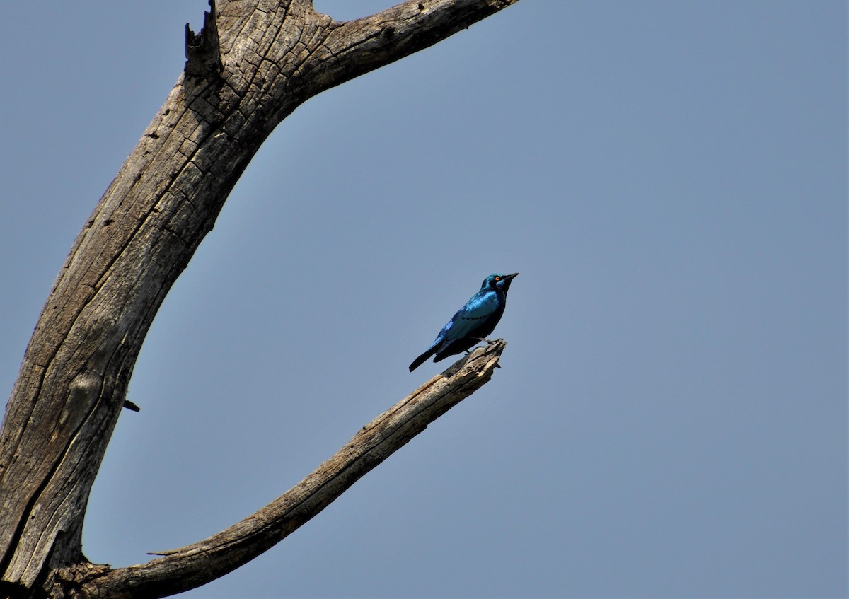 Greater Blue-eared Starling - ML143825721
