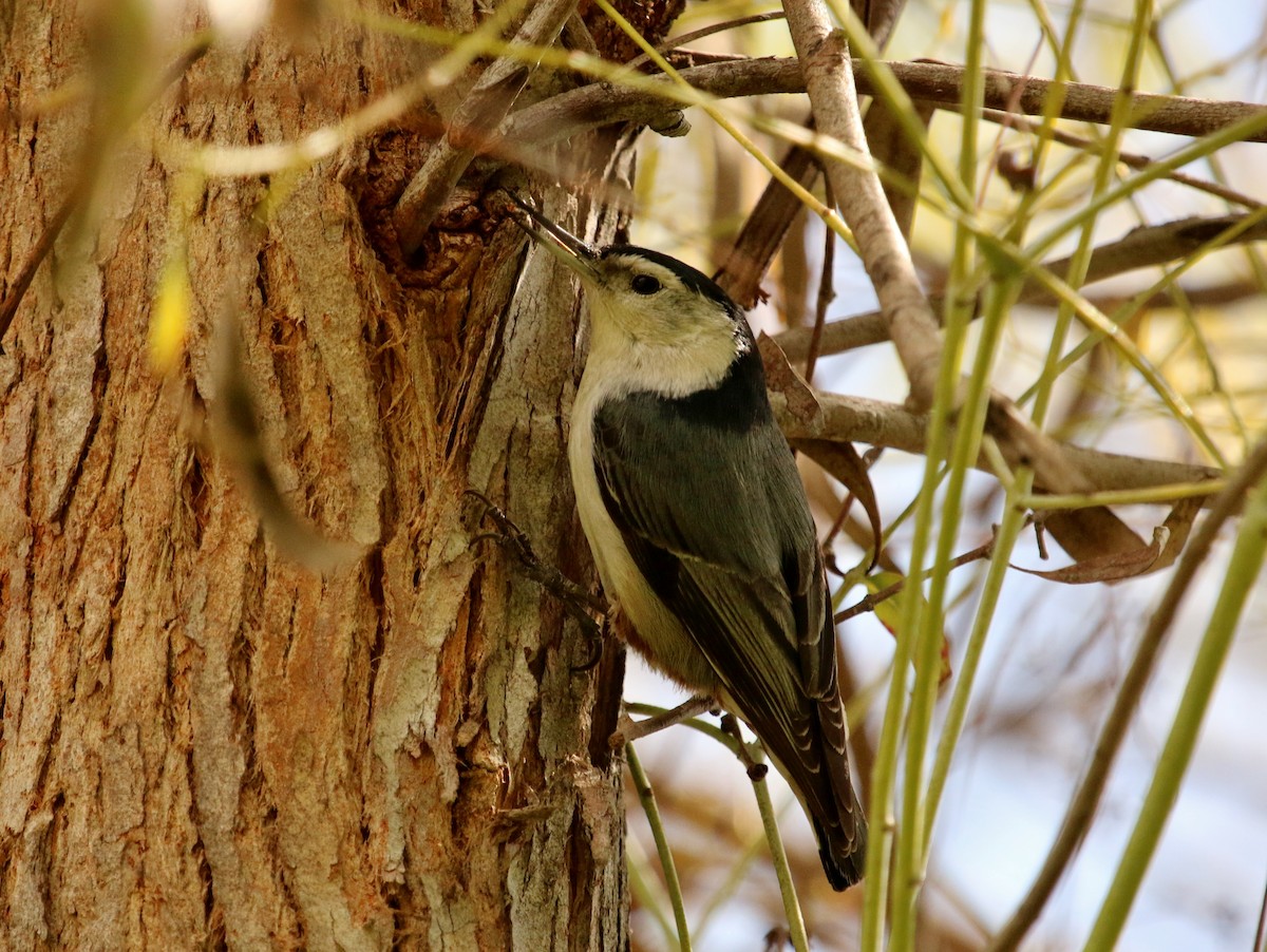 White-breasted Nuthatch - ML143825821