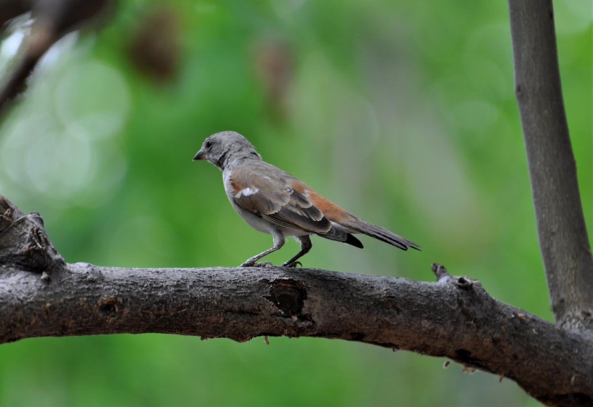 Southern Gray-headed Sparrow - ML143826811