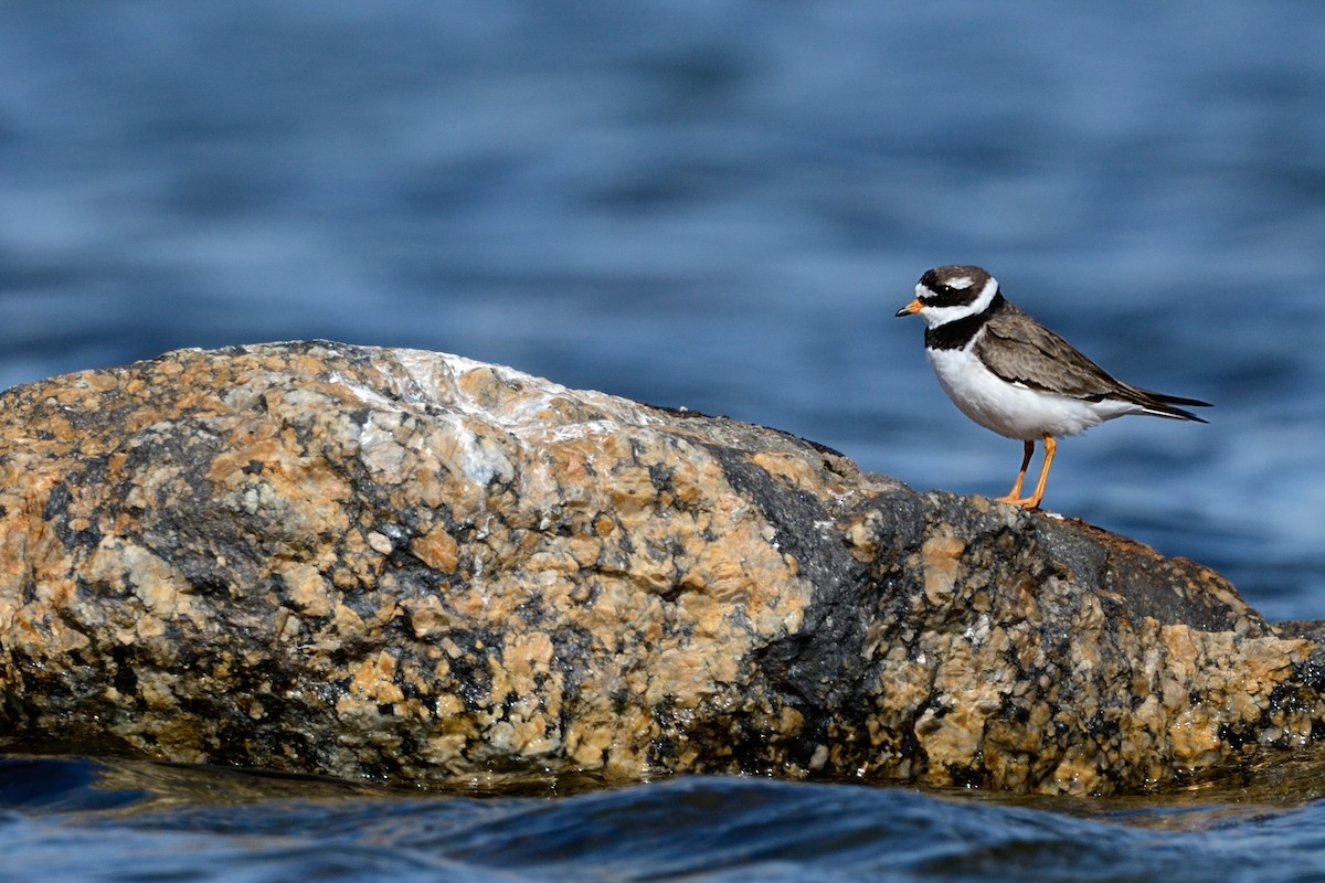 Common Ringed Plover - ML143830781