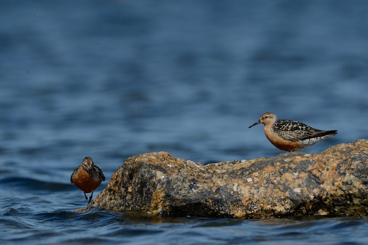 Red Knot - Hans Norelius