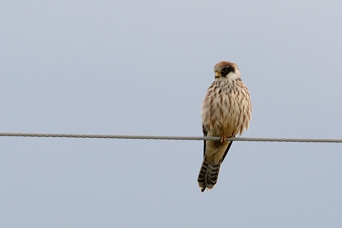 Red-footed Falcon - ML143831251