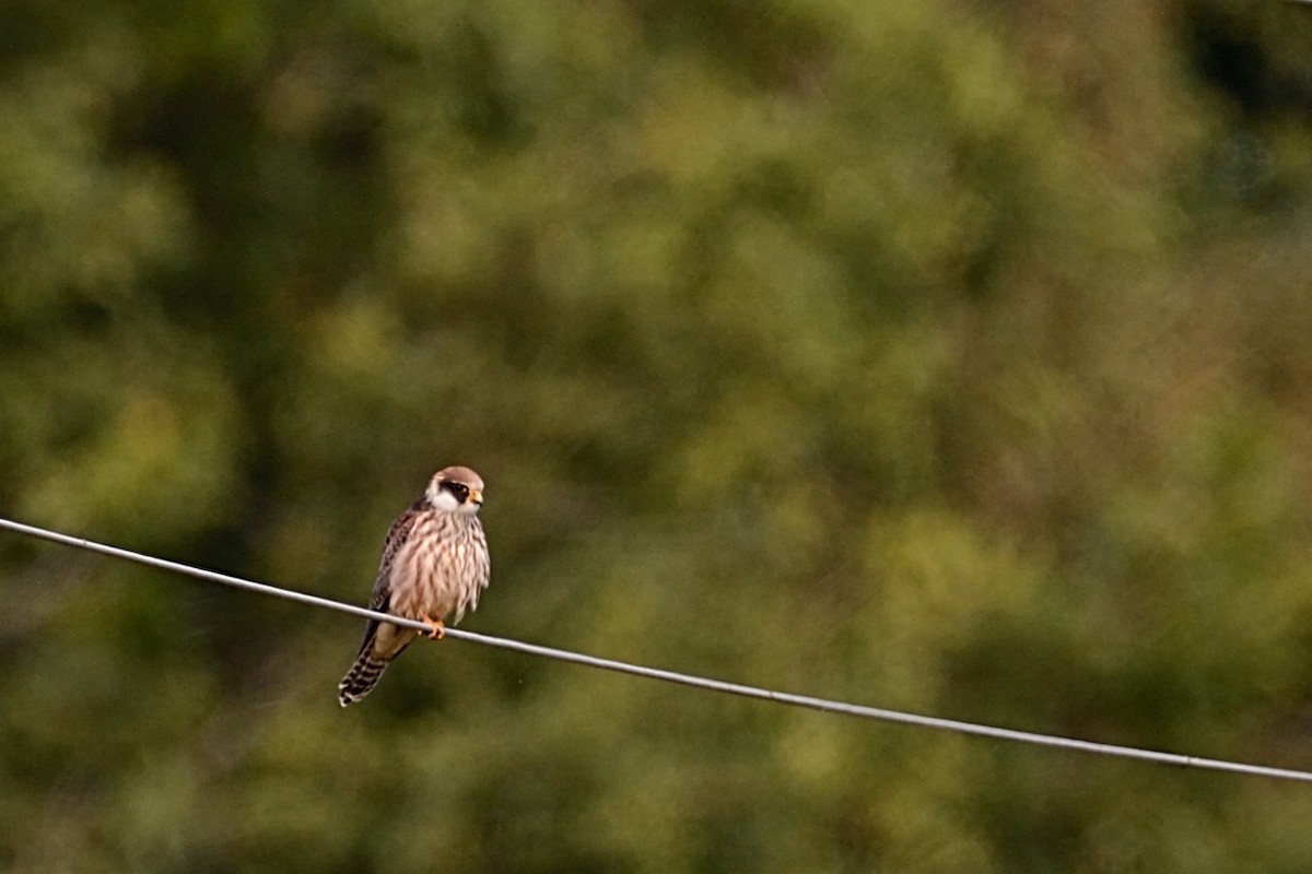 Red-footed Falcon - ML143831261