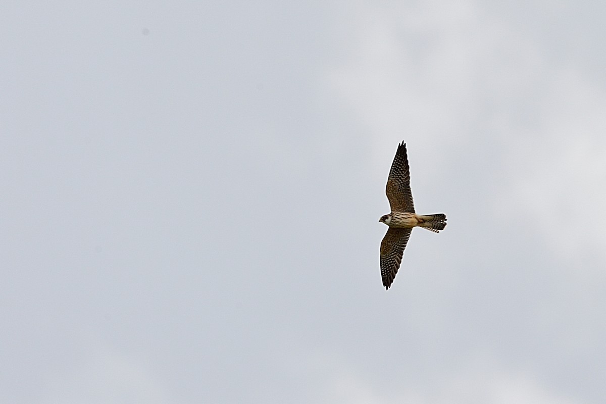 Red-footed Falcon - ML143831301