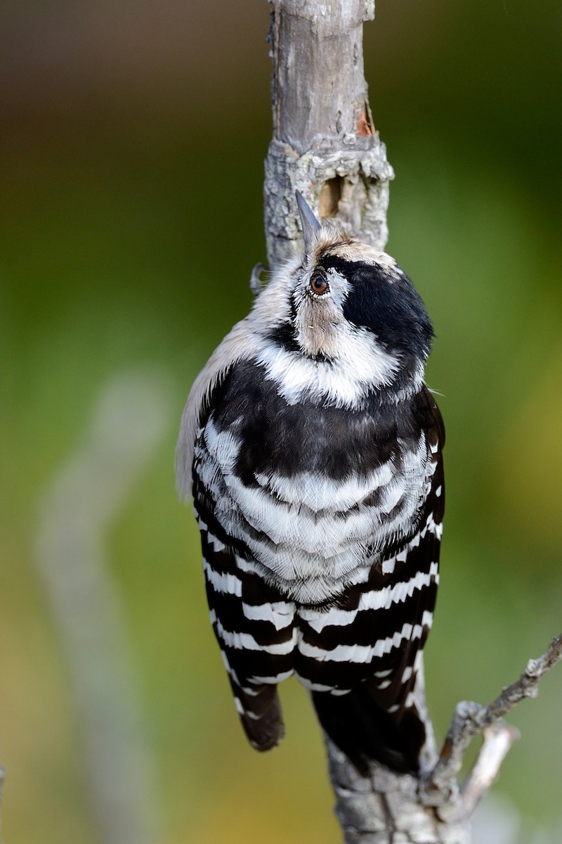 Lesser Spotted Woodpecker - ML143833251