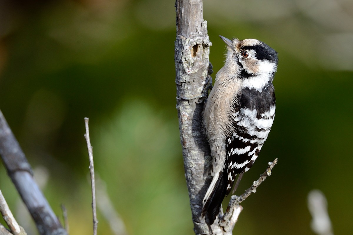 Lesser Spotted Woodpecker - ML143833281