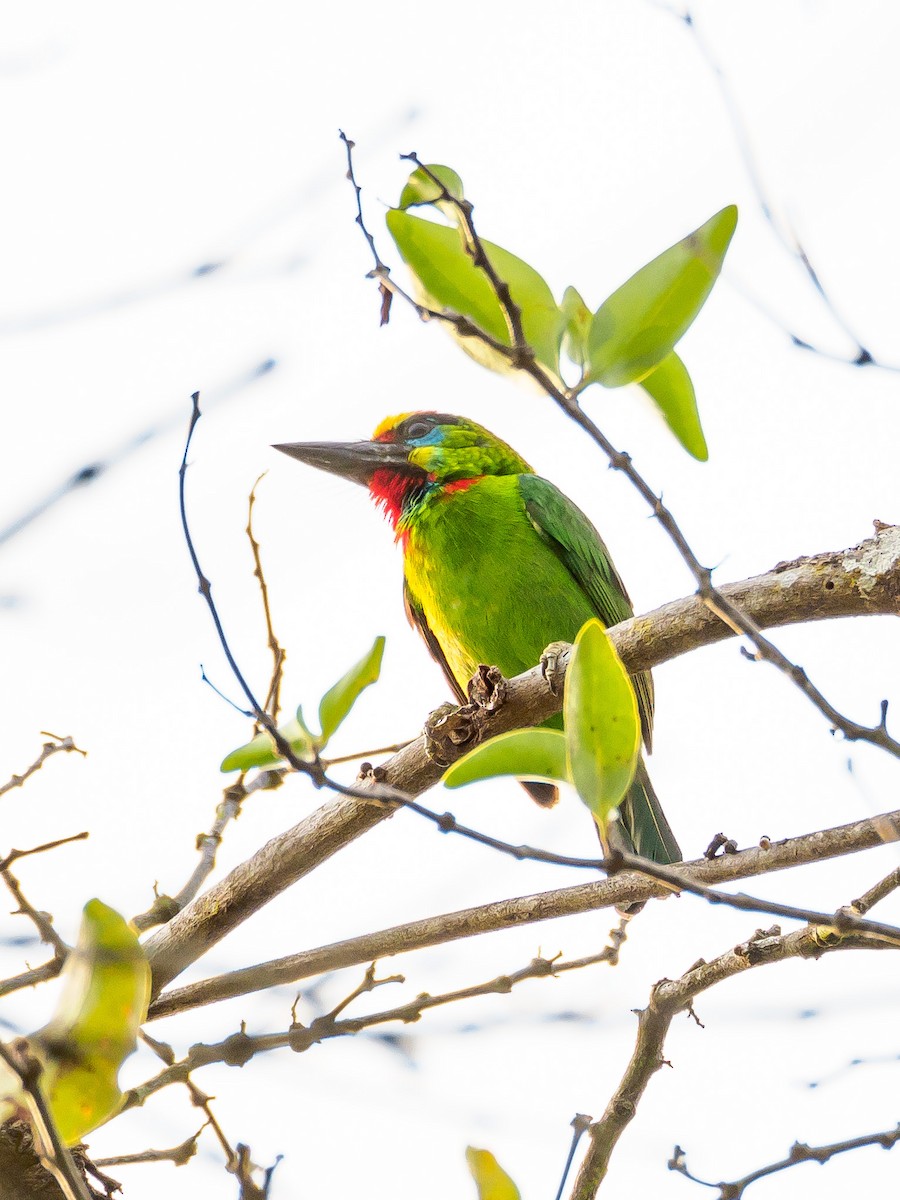 Red-throated Barbet - ML143835571