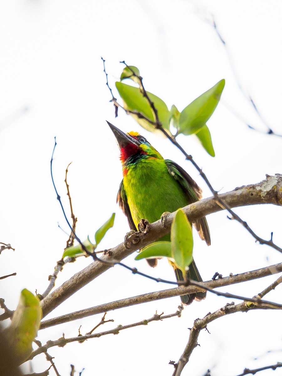 Red-throated Barbet - ML143835581