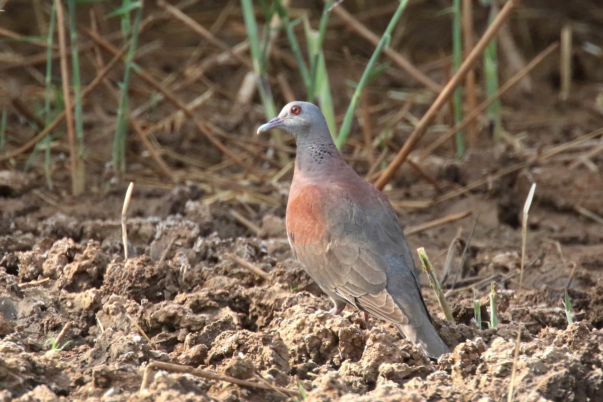 Malagasy Turtle-Dove - ML143836171