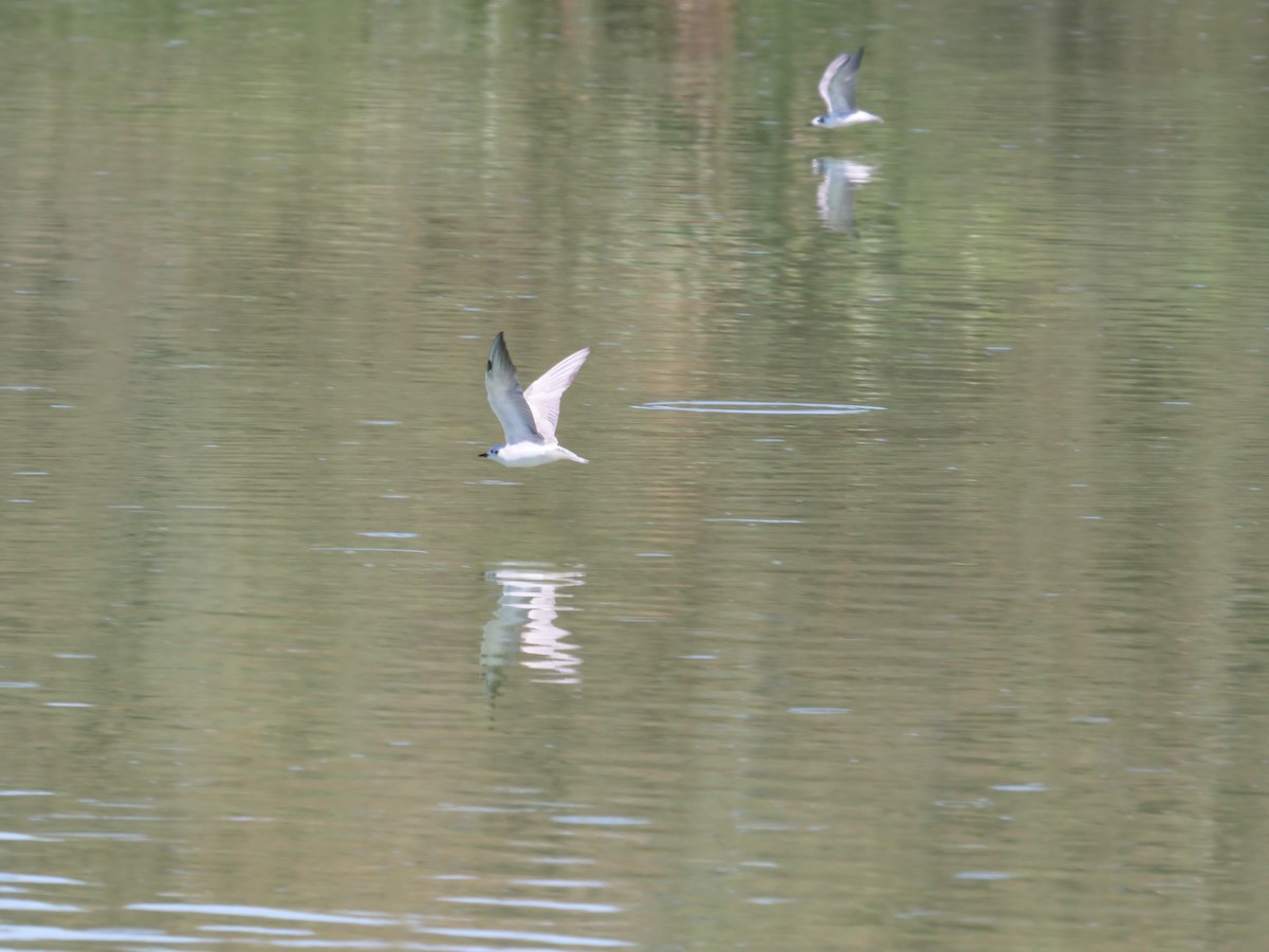 White-winged Tern - Frank Coman