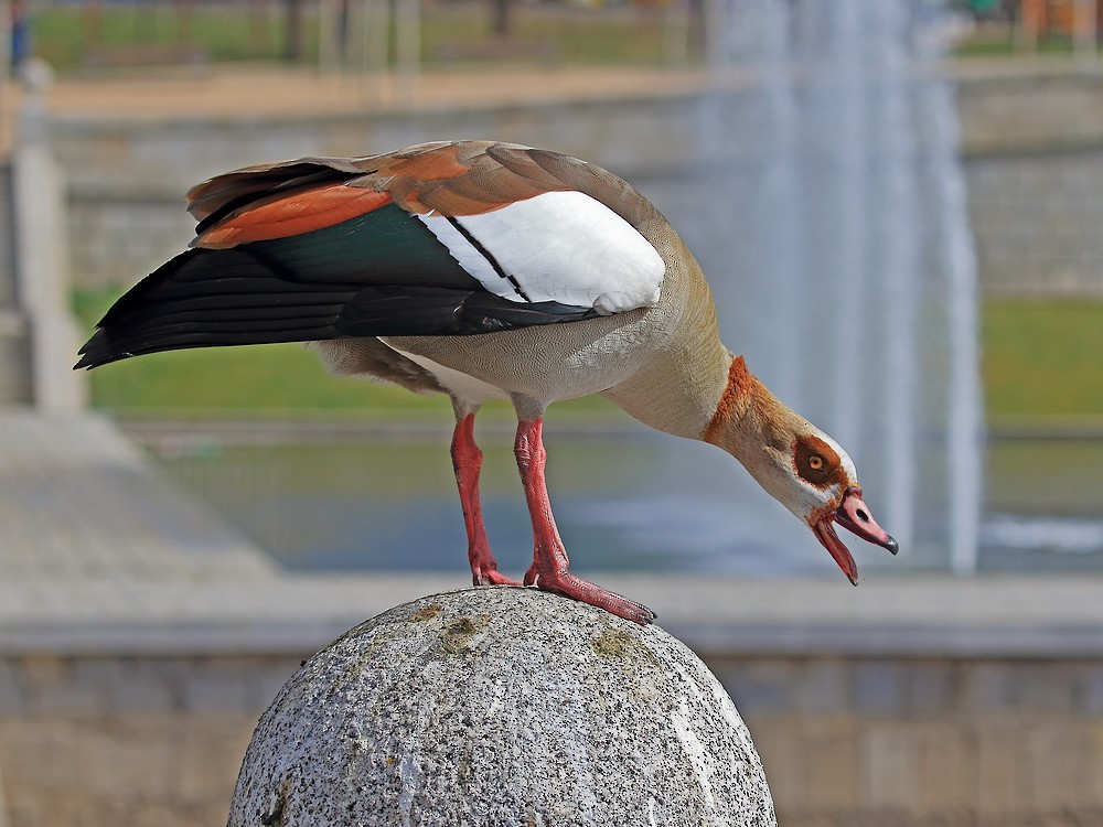 Egyptian Goose - Jorge García Mora