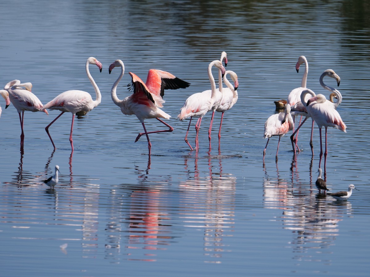 Greater Flamingo - Frank Coman