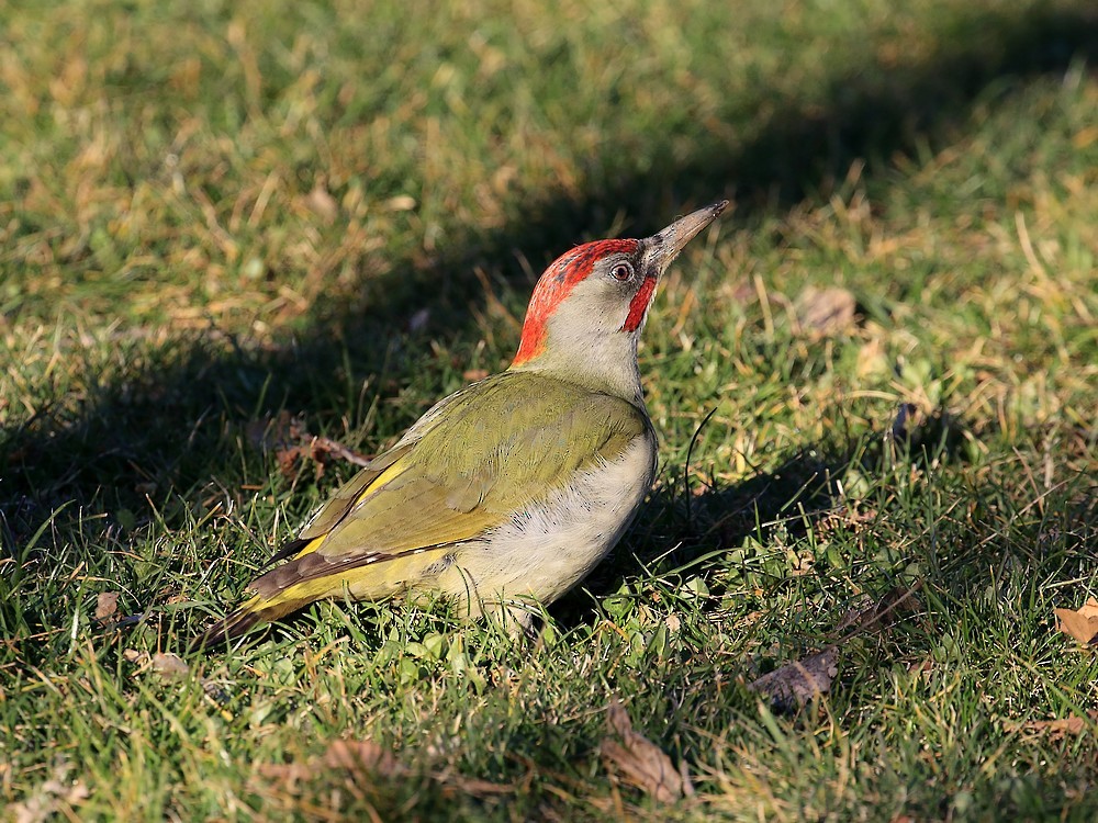 Iberian Green Woodpecker - Jorge García Mora