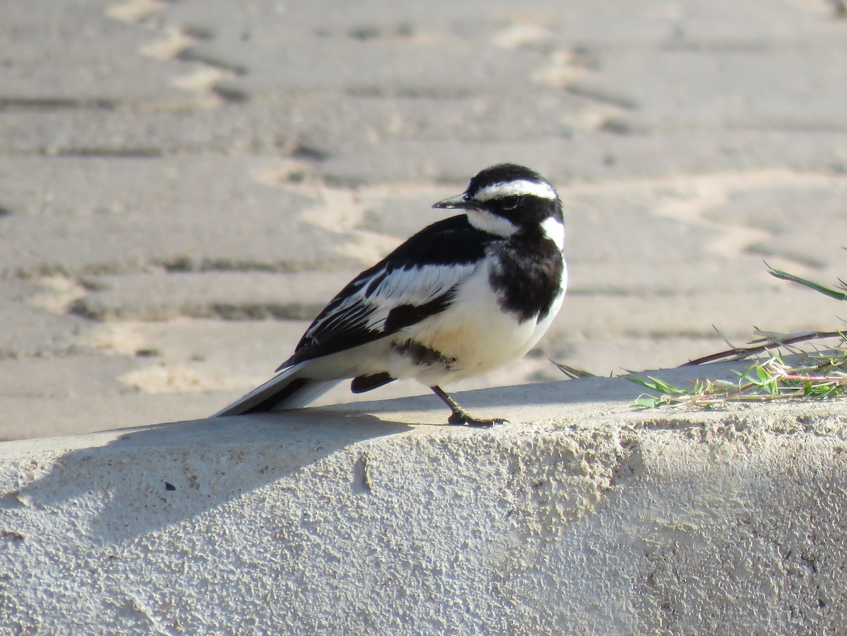 African Pied Wagtail - ML143840921